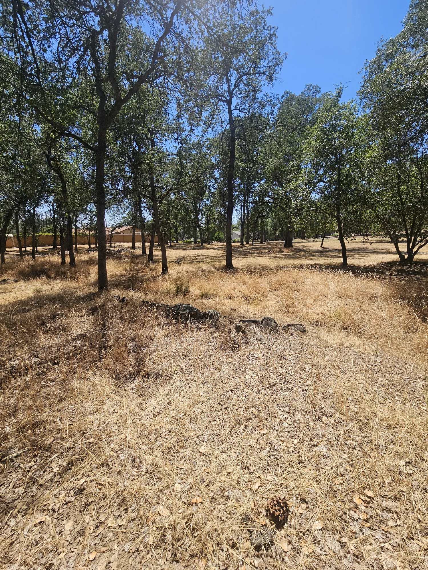 Oak woodland with understory cut and cleared