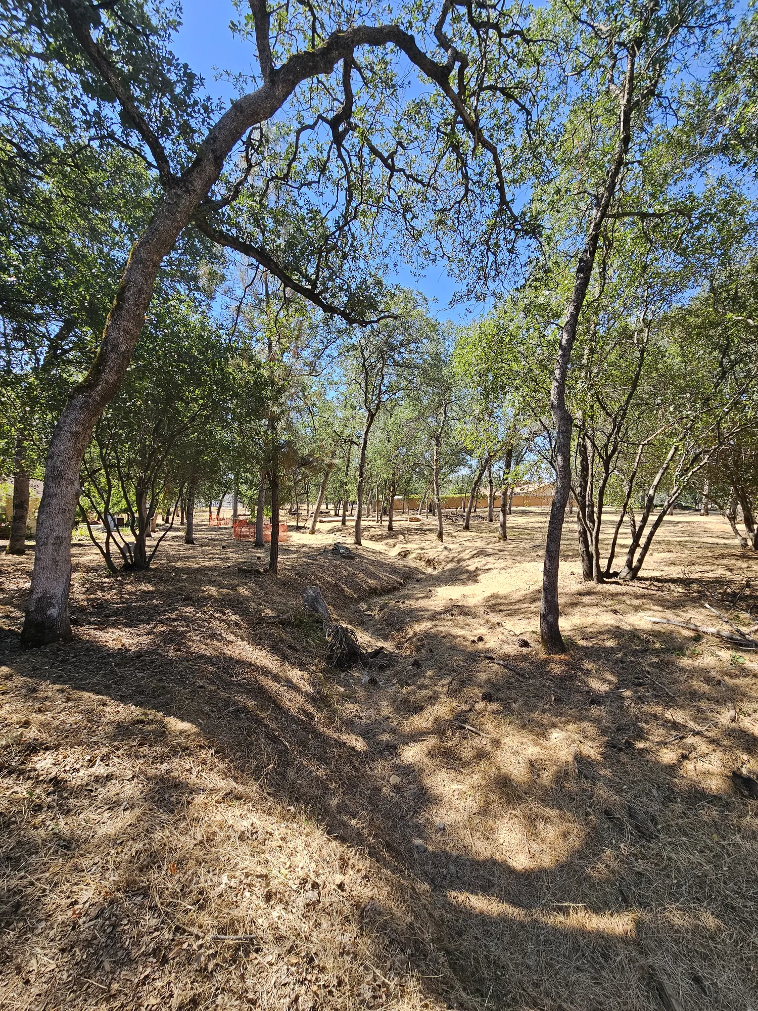 Cleared oak woodland after hand clearing, with cut dry grass and a shallow dry drainage swale running through it