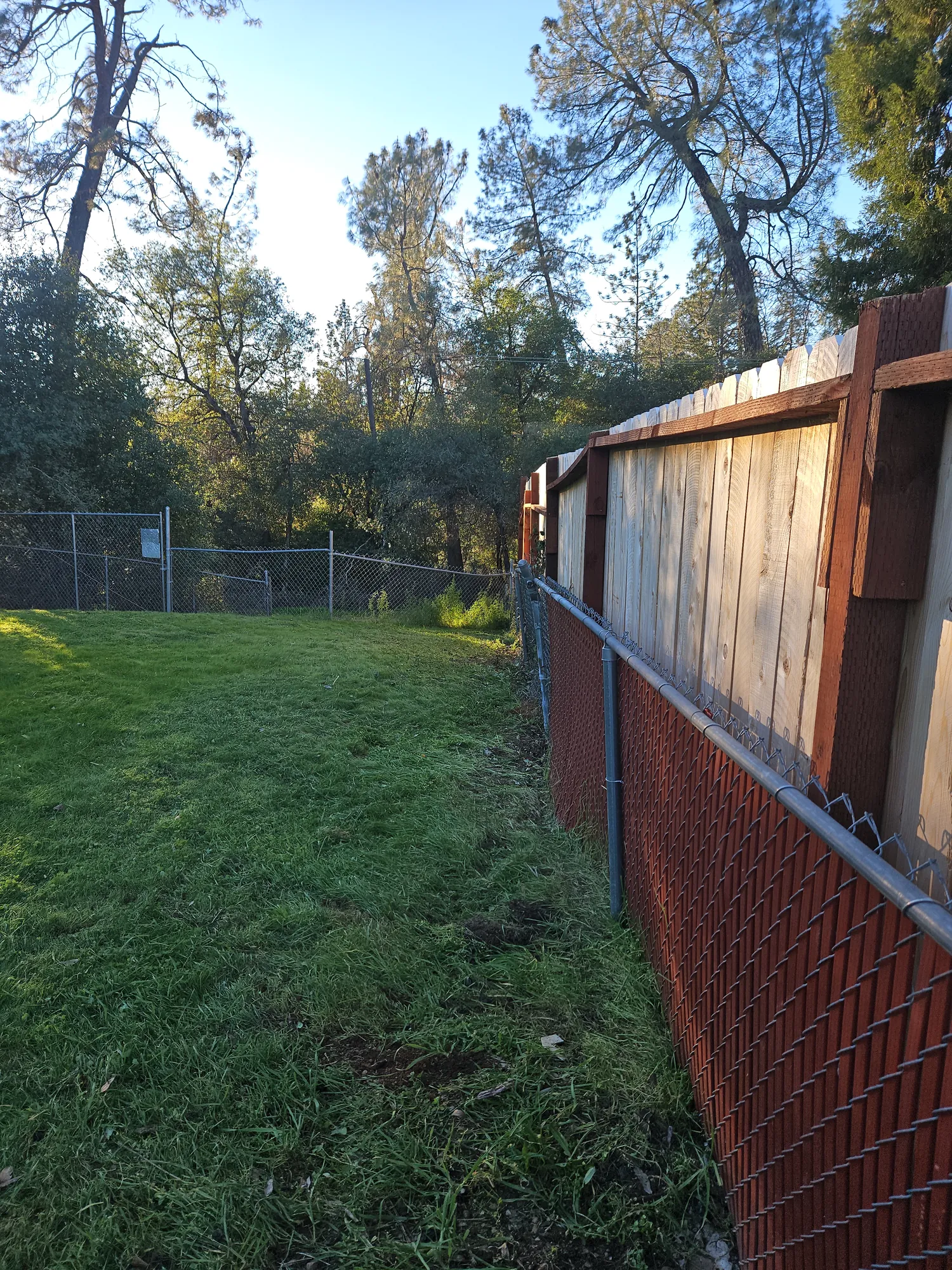Poison Oak & Blackberry in Redding, CA